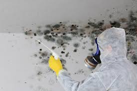 Forensic Mold Investigation in Somerset, PA